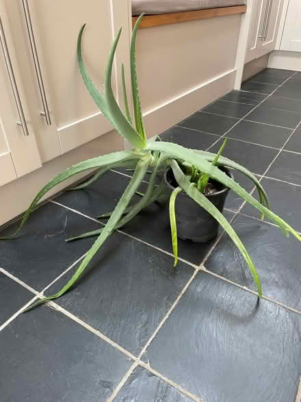 Photo of free Aloe plant (Woodmancote GL11) #1