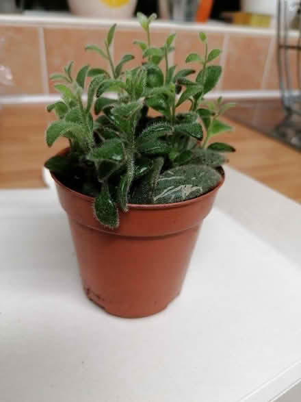 Photo of free Chocolate soldier houseplant babies (Langney BN23) #1