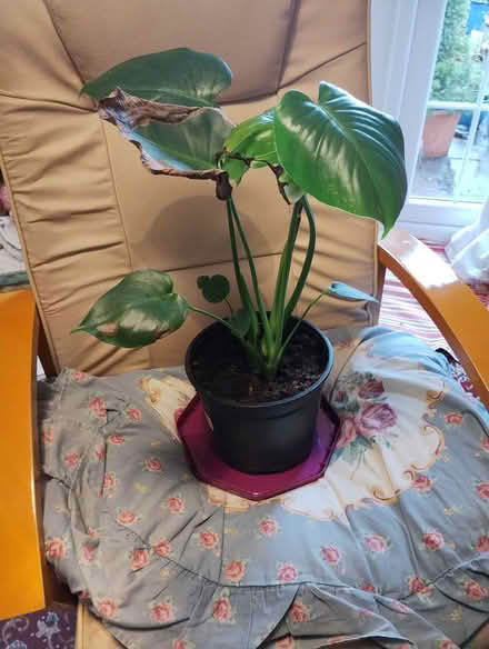 Photo of free Monstera (Bratton) #1