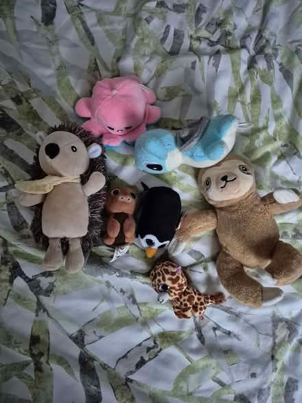 Photo of free Soft toys (Maidstone ME15) #1