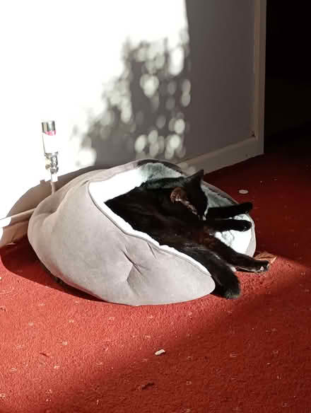 Photo of Cat Basket (Portsea PO1) #1