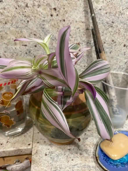 Photo of free Purple plant ready to be potted (AL4, St albans) #1