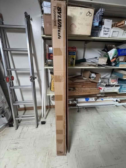 Photo of free Box of 15, 6ft Flor. Bulbs (ITP-Buckhead Margaret Mitchell) #2