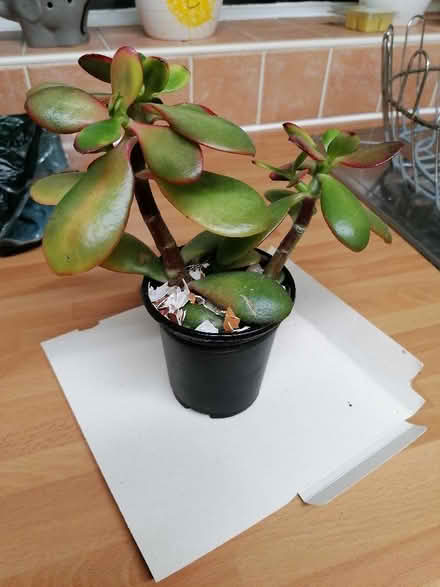 Photo of free Jade plant (Langney BN23) #1