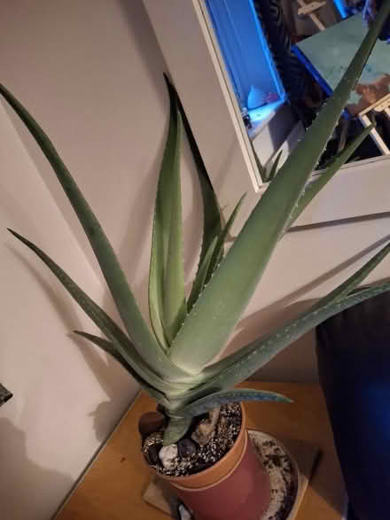 Photo of free Aloe Vera Plant (Garden City OX5) #1