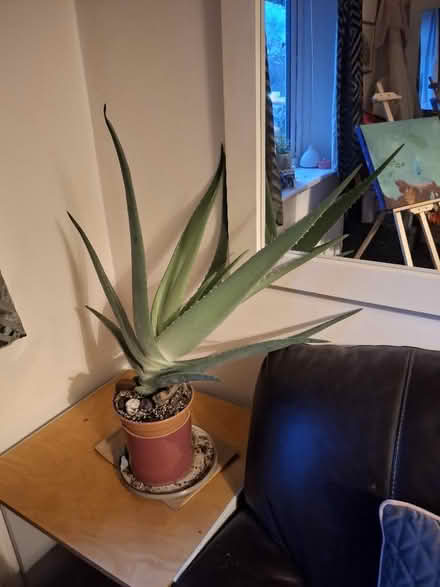 Photo of free Aloe Vera Plant (Garden City OX5) #2
