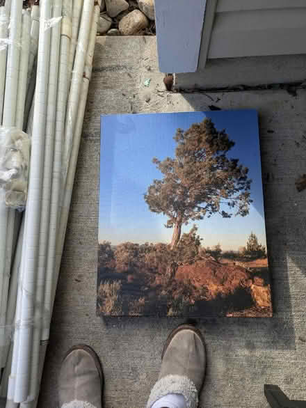 Photo of free Tree landscape, canvas, art (Robbinsville) #1