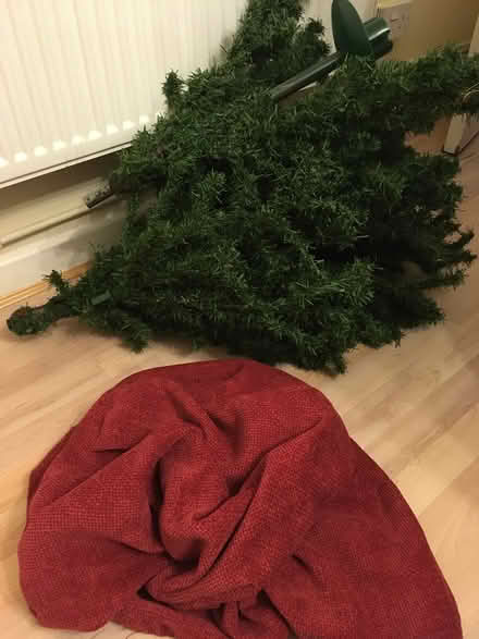Photo of free Christmas tree no box (Near Old Street Station) #1