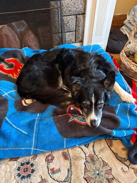 Photo of Herding ball for border collie (Main/danforth) #1