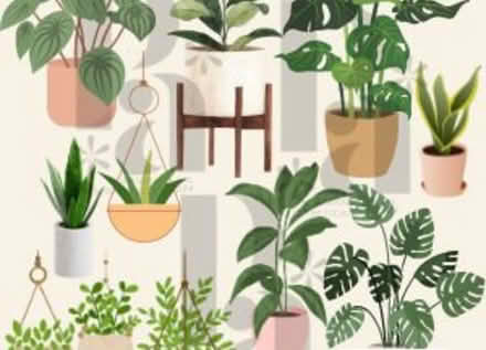 Photo of House plants/orchids (Great billing Northamtpon) #1