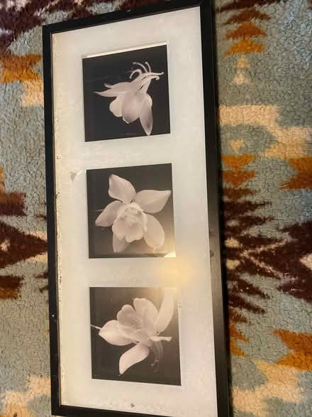 Photo of free Frames photo of flowers (Montebello) #1