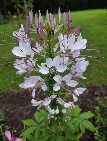 Photo of free Seeds (Odenton) #1