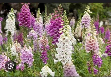 Photo of free Seeds ~ Foxglove (Odenton) #1