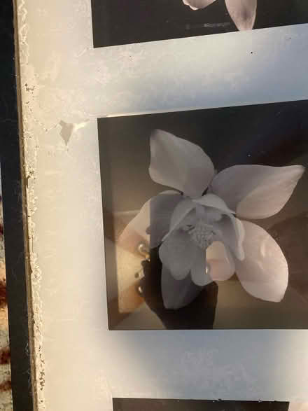 Photo of free Frames photo of flowers (Montebello) #2