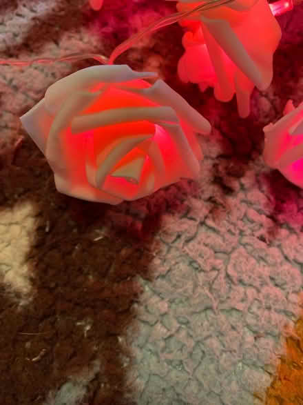 Photo of free String of rose lights (Montebello) #2