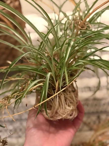 Photo of free Spider plant ready to be potted (Sladesbrook BA15) #1