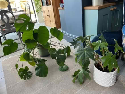 Photo of free Large plants (Harpur Hill SK17) #1