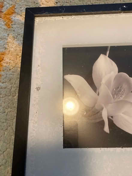 Photo of free Frames photo of flowers (Montebello) #3