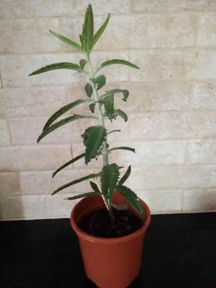 Photo of free Mother of Thousands Plant (Bristol, BS3) #1