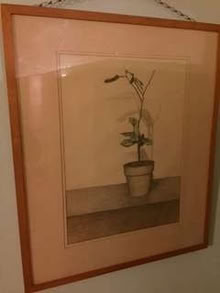 Photo of free Framed plant picture 79x67 (Timperley WA15) #1