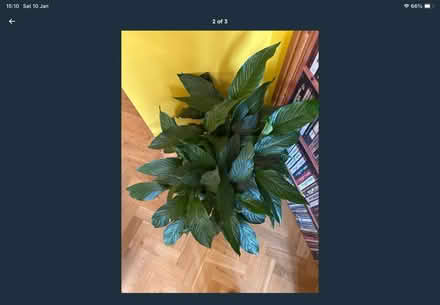 Photo of free Plant (Salisbury, SP2) #1