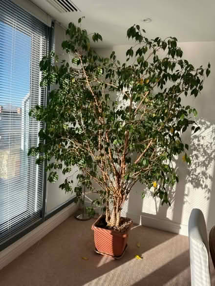 Photo of free Indoor large ficus plant/tree (Oxford OX2) #1