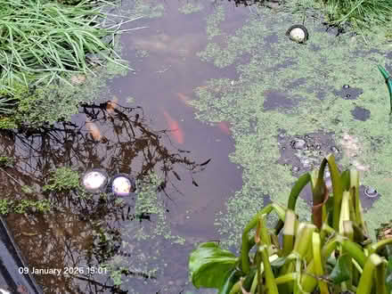 Photo of free Goldfish (Ellesmere Port CH65) #1