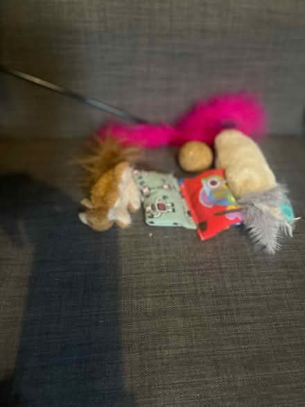 Photo of free Cat toys (Cardonald, Glasgow, G52) #2