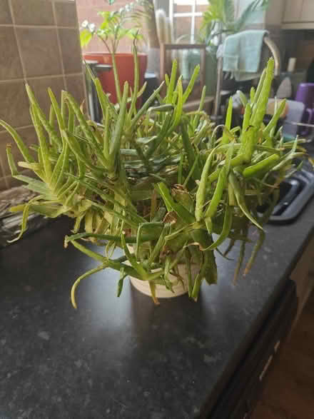 Photo of free Aloe Vera plants (Wildwood ST17) #1