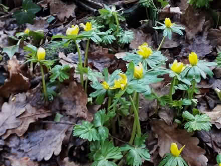 Photo of Snowdrops and Winter Aconites (SK8 Cheadle) #1
