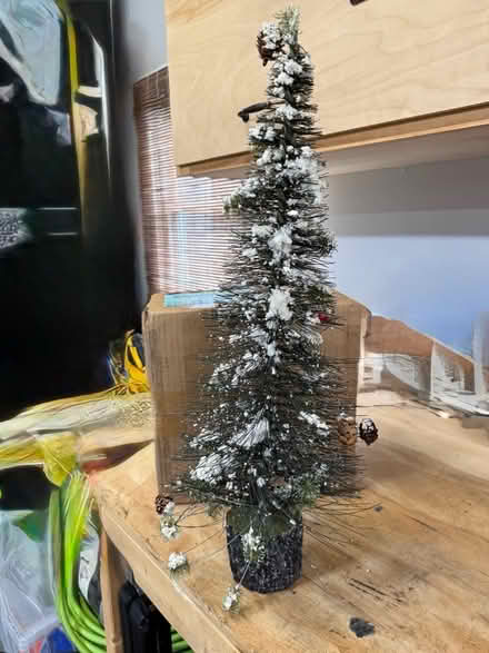 Photo of free Cute table top evergreen (NE Vienna) #1