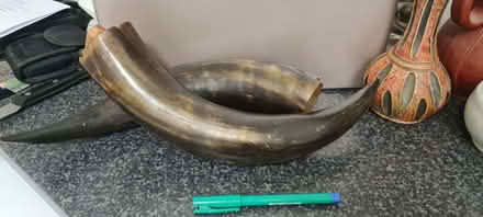Photo of free Ornamental bull horns (Stroud Green N4) #1