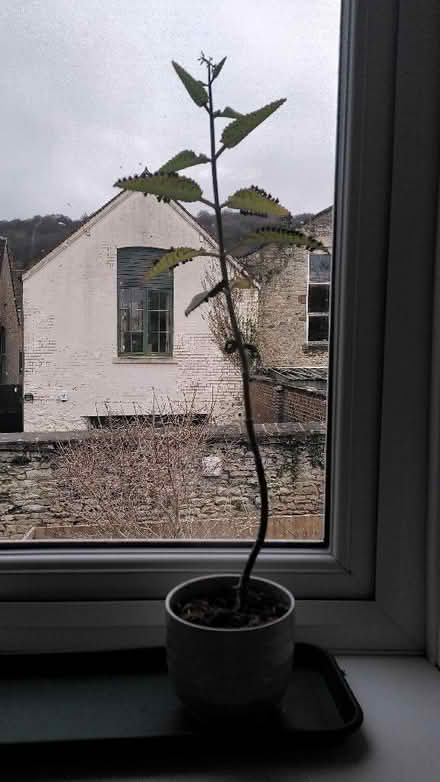 Photo of free Mother of a Thousand Plants (Dursley GL11) #1