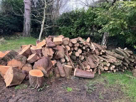 Photo of free Large pile of leylandii logs (Newton HR5) #1