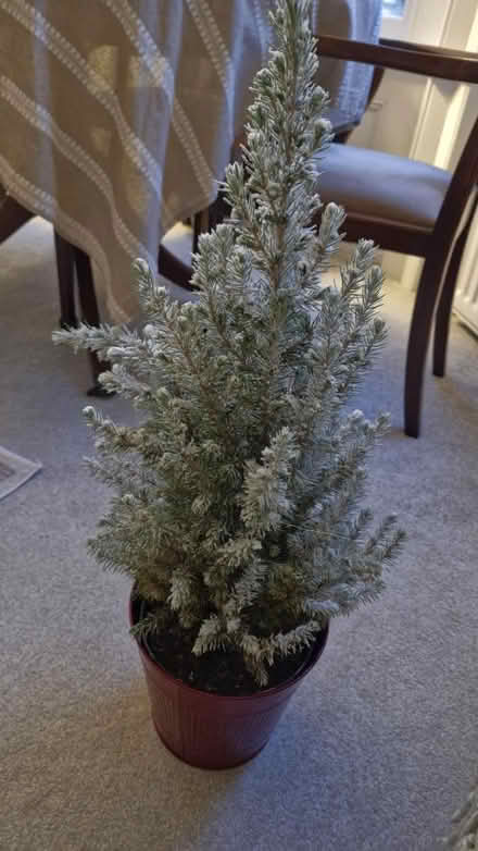 Photo of free 1m Xmas tree plant with pot (KT5) #1