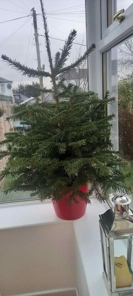 Photo of free Potted Christmas tree (Rutherglen G73) #1