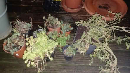 Photo of free Mixed Succulents (sedum) (Paddington W2) #1