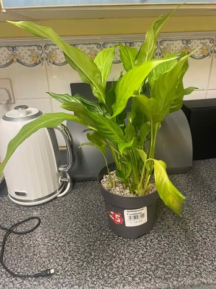 Photo of free Peace lily houseplant (Southdown) #1