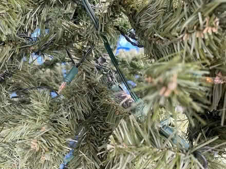 Photo of free 7-ft artificial Christmas tree (Lawrence) #2