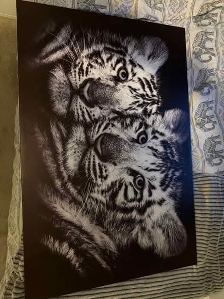 Photo of free Large Tiger Picture (Hitchin) #1