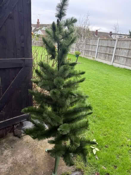 Photo of free Christmas Tree (Hadleigh SS7) #1
