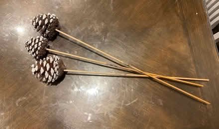 Photo of free Pine cones on sticks (Sale M33) #2