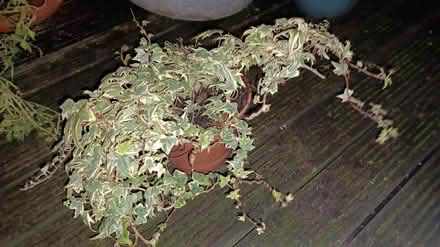 Photo of free Nice variegated English ivy (Paddington W2) #1