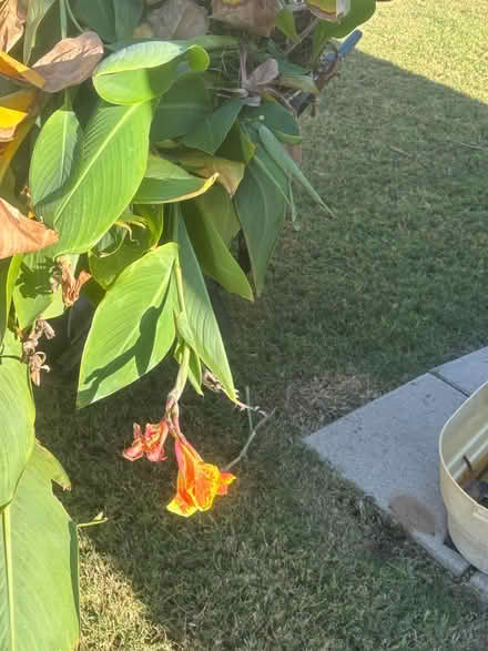 Photo of free Cannas Roots/Bulbs (North Grapevine) #2