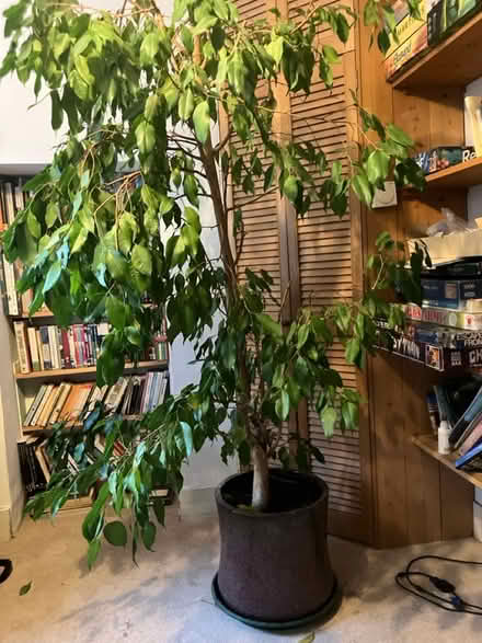 Photo of free Large weeping fig house plant (Dorking RH4) #2