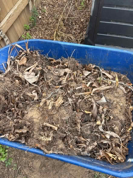 Photo of free Cannas Roots/Bulbs (North Grapevine) #3