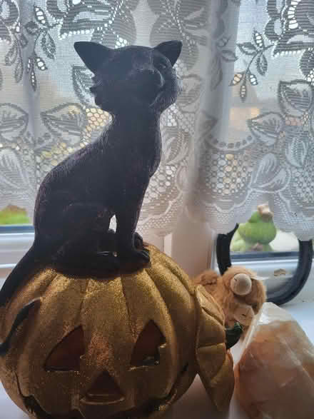 Photo of free Pumpkin (Dursley) #1