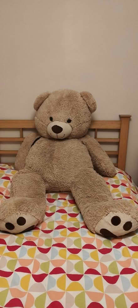 Photo of free Giant teddy bear (pencaitland EH34) #1