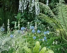 Photo of Topsoil, bark mulch & woodland plants (Baldslow TN37) #1
