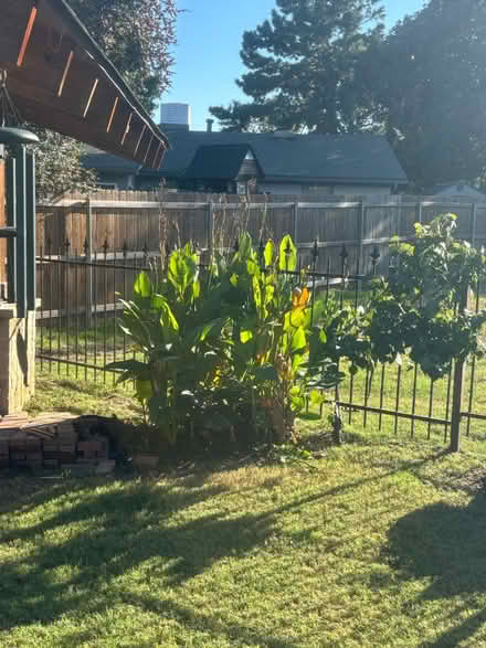 Photo of free Cannas Roots/Bulbs (North Grapevine) #1